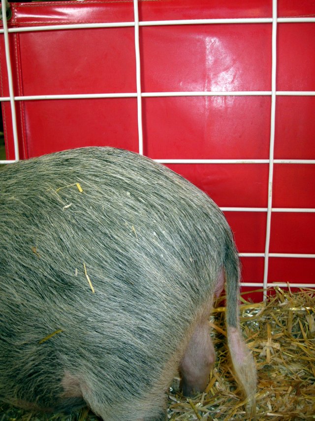 stockshow-pig-tail